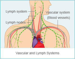 VascularLymph