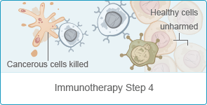 Step 4 Immune Cells kill the Cancer Cells