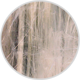 white asbestos - chrysotile